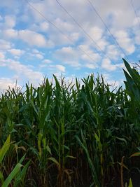 Crops growing on field against sky