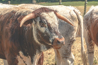 Close-up of cow