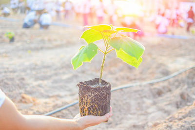 Close-up of hand holding plant