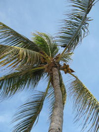 Low angle view of coconut palm tree against sky