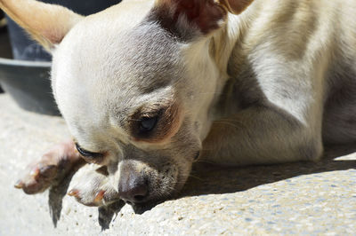 Close-up of dog relaxing outdoors