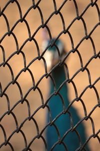 Close-up of chainlink fence with bird in background