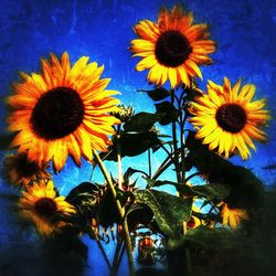 Close-up of sunflower blooming outdoors