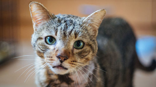 Close-up portrait of cat