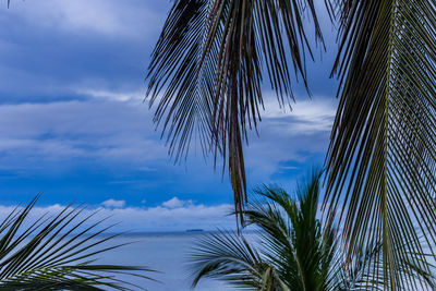 palm tree