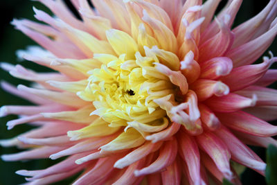 Close-up of dahlia