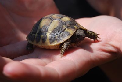 Close-up of turtle in hand