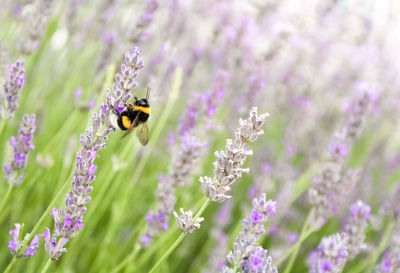 Close-up of bee pollinating on lavender