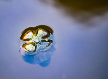 Close-up of turtle in water