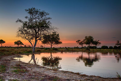 Tree by lake against sky during sunset