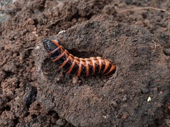 Close-up of insect on rock