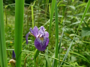 Close-up of purple iris flower