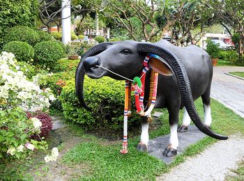 Close-up of elephant on grass