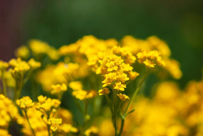 Close-up of yellow flowering plants on field