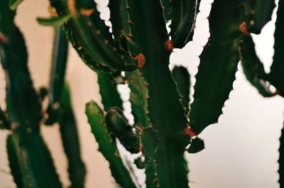 Close-up of cactus plant