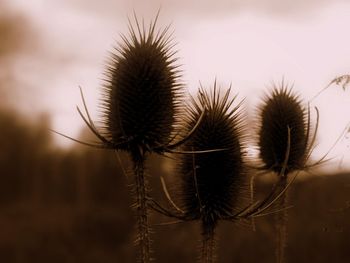 Close-up of dried thistle against sky