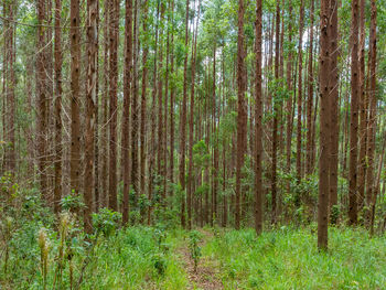 View of trees in forest