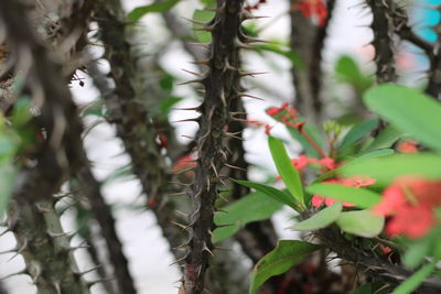 Close-up of flowering plant