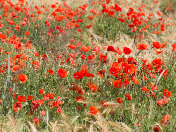 Close-up of poppy flowers growing in field