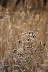 Close-up of wilted plant on field