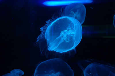 Close-up of jellyfish against black background