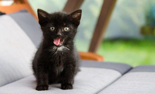 Young sweet kitten, three weeks old