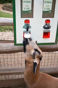 Close-up of horse