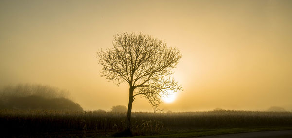 Bare tree against clear sky during sunset