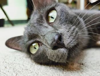 Close-up portrait of a cat