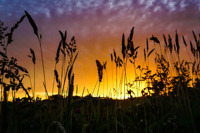 Silhouette plants growing on field against sky during sunset 