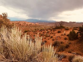 Scenic view of landscape against sky