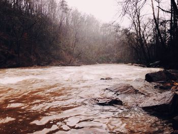 Stream flowing through forest