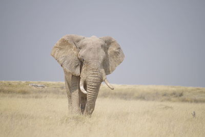 Elephant in a field