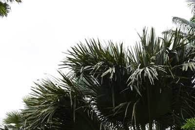 Low angle view of palm trees against clear sky
