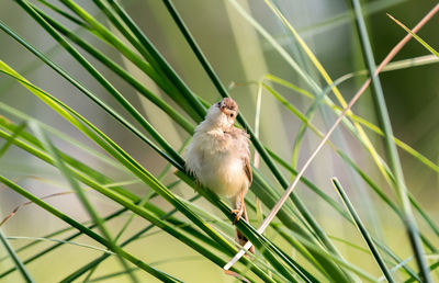 Close-up of bird perching on plant