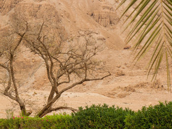 Tree growing in desert