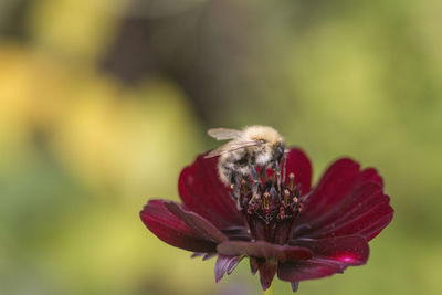 Close-up of insect on flower