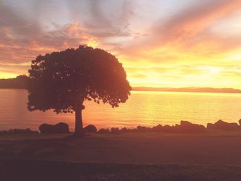 Silhouette tree on beach against sky during sunset