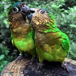 Close-up of parrot perching outdoors