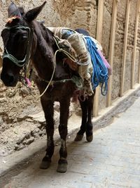 Donkey  on street in fez  city