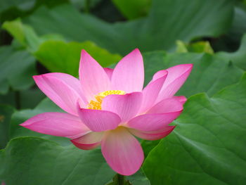 Close-up of pink  lotus