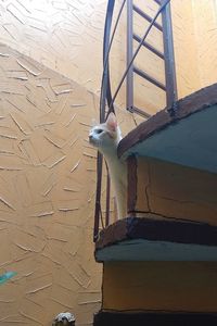 View of bird on wall