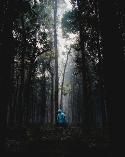 Rear view of man walking amidst trees in forest