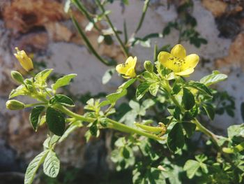 Close-up of yellow flowering plant