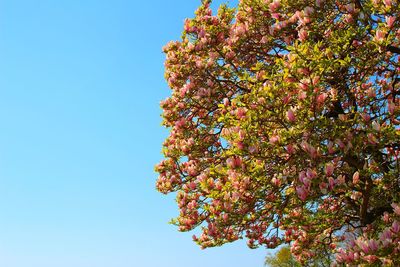 Low angle view of tree against clear sky