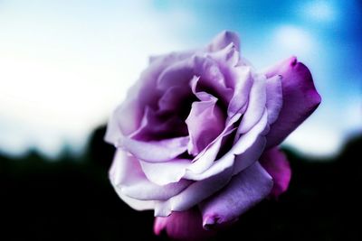 Close-up of pink rose