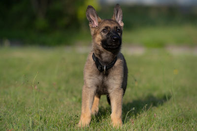 Portrait of dog running on field