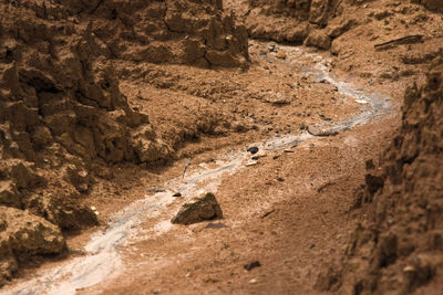 Close-up of lizard on mountain