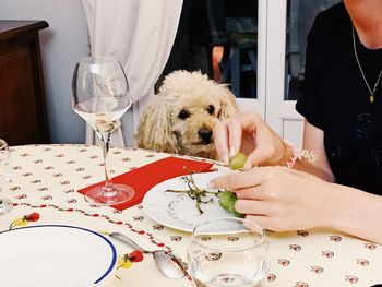 Midsection of woman with dog sitting on table