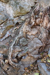 Full frame shot of tree trunk